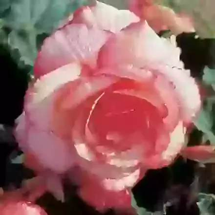 Bouton de Rose